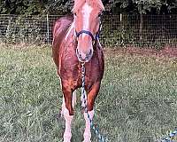 flashy-horse