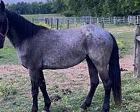 finished-friesian-quarter-horse