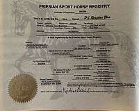 pack-friesian-quarter-horse