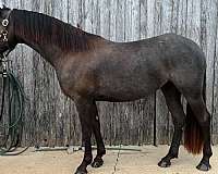 performance-friesian-quarter-horse