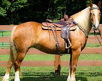 tr-belgian-horse