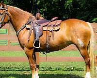 all-around-belgian-horse