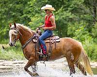 athletic-belgian-horse