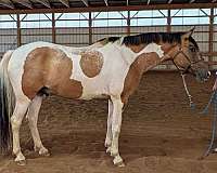 abra-pinto-gelding