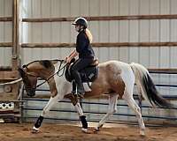 abra-pinto-horse