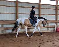 buckskin-tobiano-horse
