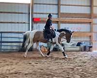 all-around-pinto-horse