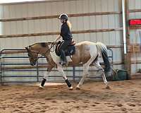 athletic-pinto-horse