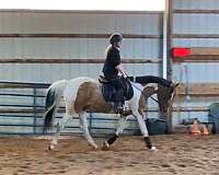 double-registered-pinto-horse