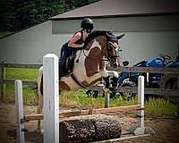dressage-pinto-horse