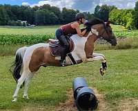 equitation-pinto-horse