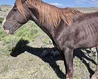 chestnut-liver-chestnut-morgan-gelding