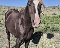chestnut-liver-chestnut-morgan-stallion