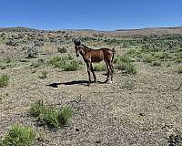 bay-single-star-horse