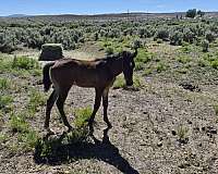 astronomicallee-morgan-horse