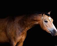 ending-in-snip-between-nostrils-right-hind-half-stocking-pony