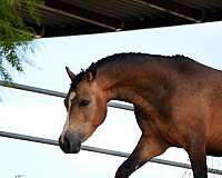 lower-on-insid-pony