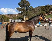buckskin-star-stripe-conjoined-pony