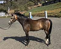 buckskin-ending-in-snip-between-nostrils-right-hind-half-stocking-pony