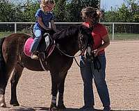 buckskin-lower-on-insid-pony
