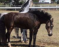 champion-sire-welsh-pony