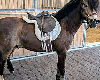 dapple-welsh-pony