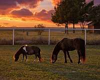 dream-welsh-pony