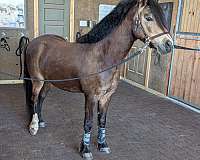 dapple-buckskin-welsh-pony