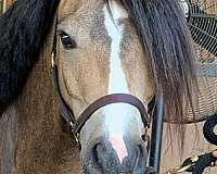 fancy-mover-welsh-pony