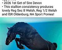 high-welsh-pony