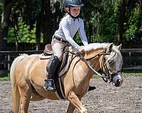 keeper-welsh-pony