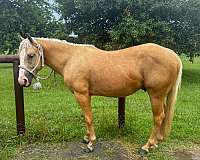 reined-cow-colt-stallion