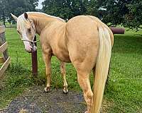 palomino-aqha-phba-colt-stallion