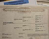 aqha-phba-palomino-colt-stallion