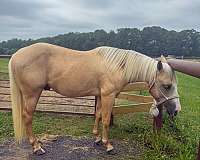 aqha-phba-colt-stallion