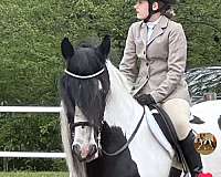 equitation-gypsy-vanner-pony
