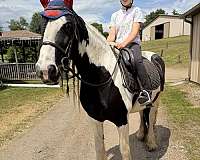 homozygous-black-gypsy-vanner-pony