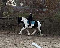 color-producer-gypsy-vanner-pony