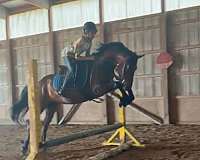 cowboy-mounted-shooting-morgan-pony