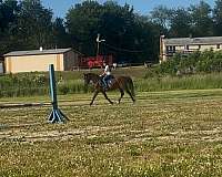 drill-team-morgan-pony