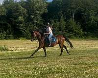ridden-morgan-pony