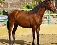 colt-andalusian-horse