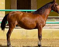 ancce-andalusian-horse