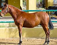 ialha-andalusian-horse