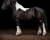 companion-draft-spotted-horse