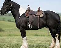 pole-draft-spotted-horse