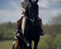 trail-riding-draft-spotted-horse