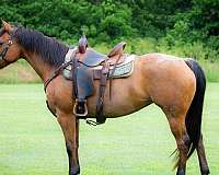 all-around-quarter-horse