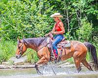 athletic-quarter-horse