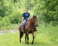 beginner-quarter-horse